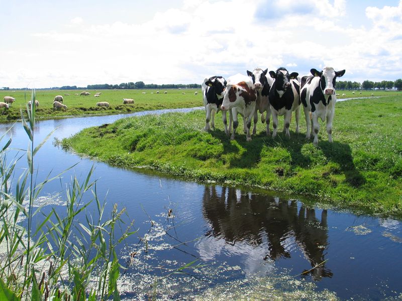 Leuk uitje in de buurt van Edam, Volendam | Wandelen in de polder | Groepsaccommodatie Leeuwendaal